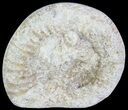 Cut and Polished Lower Jurassic Ammonite - England #62582-1